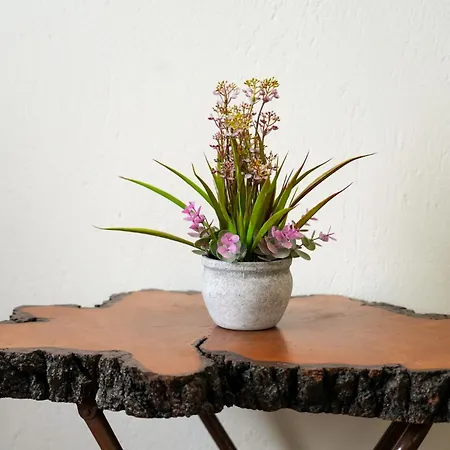 Olive Summer House *